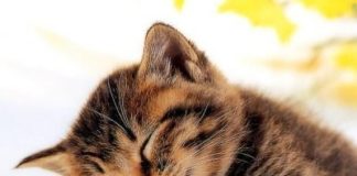 Bina Štampe Žmavc: Pesmica o mačku Maksu