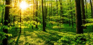 Gozdna pustolovščina