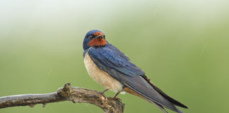 Irena Žerjal: Kolikokrat