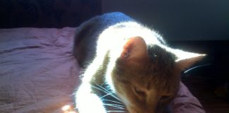 Z žarom? (Con brio Brine Svit)