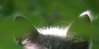 Štirinožni prijatelj - nagrajene fotografije