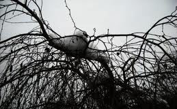 Vladimira Rejc: Crumbled Thoughts