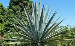 Agava