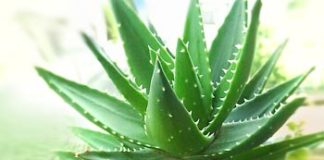 Aloe Vera – eliksir mladosti