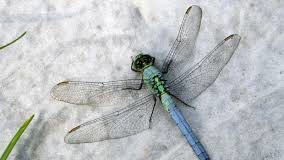 Anisopter