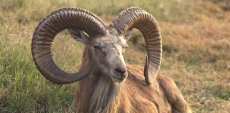 Argali