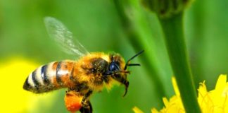 Čebele se sporazumevajo s plesom