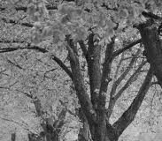 Vladimira Rejc: Crumbled Thoughts