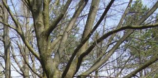 Mojca Mihelčič – kolumnistka v Ventilatorju besed