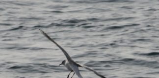 Vladimira Rejc: Nadrobljene misli