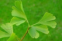 Dvokrpi ginko