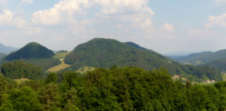 Hrib