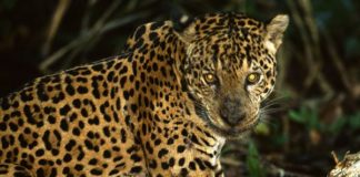 O jaguarju