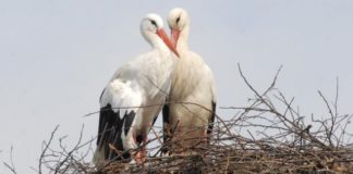 Najlepša ljubezenska zgodba – Klepetan se je vrnil!