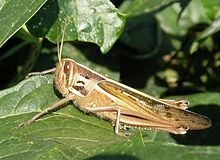 Navadna kobilica