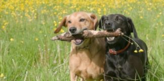 IRENA IDA KATARINA ZUPAN: TOR ADIN DOM