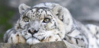 Kaj veste o snežnem leopardu?