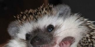 Svetlana Makarovič: Jaz sem jež