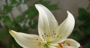Lepa bela lilija