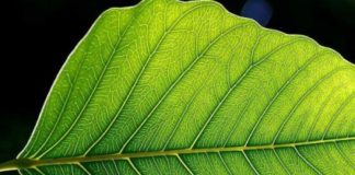 Karel Destovnik Kajuh: Drobna misel