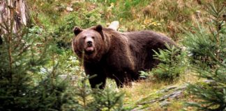 Odprtje razstave ANA IN TEDDY: Medved v Sloveniji