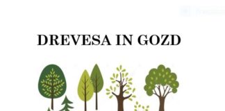 Nagradni likovni natečaj: RIŠEMO DREVESA IN GOZD