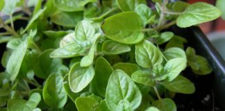 Origano: Tako droben