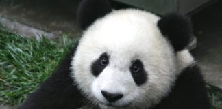 Mali panda Šu