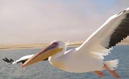 Pelikan