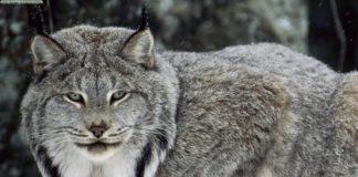 Nekoč