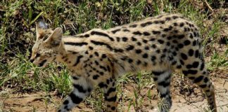 Serval