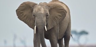 Feri Lainšček: Dober nasvet