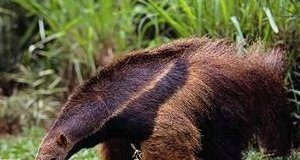 Mravljinčar tamandua