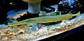 Trobentarica (Aulostomus chinensis)