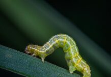 Mira Sušić: Zelena jed