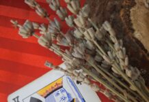 Ksenija Šešerko: Pikov kralj