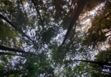 Pesem Vladimire Rejc: Nežno hrepenenje