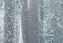 Vladimira Rejc: Nežna zvezda