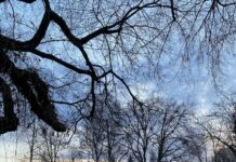 Vladimira Rejc: Mehka travnata odeja