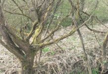 Pesem Vladimire Rejc